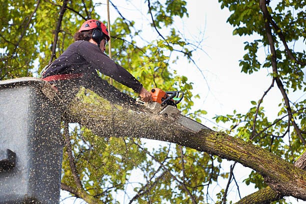 A man cutting branches off of a tree.